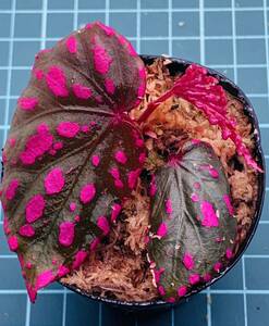 ③ ベゴニア ネグロセンシス Begonia negrosensis 【ベゴニア パルダリウム テラリウム アルゴステマ 苔 ジュエルオーキッド】