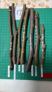 イチジクの穂木セット　７種７本 ⑰