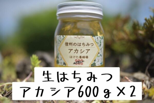 アカシア 生はちみつ 600g×2本 国産　蜂蜜 【生産者直送】