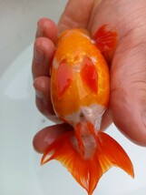 浜松らんちゅう　二歳魚　雄(約12cm)　更紗系統　画像のらんちゅう_画像9