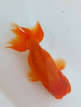 浜松らんちゅう　二歳魚　雌(約10.5cm)　更紗系統　画像のらんちゅう_画像5