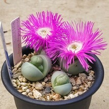 球体より大きな紫色の花