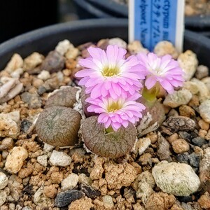 【自家採種“種子”/30粒】Conophytum ectypum subsp. brownii (MG 1417.39：Ratelpoort, RSA)/コノフィツム・ブロウニー//多肉植物/メセン