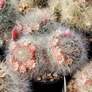 【自家採種“種子”/20粒】Mammillaria bocasana (SB 524)/マミラリア・ボカサナ/高砂//サボテン/多肉植物