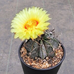 【自家採種“種子”/30粒】Astrophytum capricorne (SB 331)/アストロフィツム 瑞鳳玉//多肉植物/サボテン