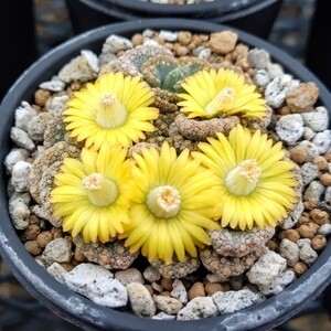 【自家採種“種子”/100粒】Titanopsis calcarea (Oorlogshoek, RSA)/チタノプシス・カルカレア/天女//多肉植物/メセン