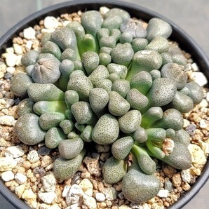 【自家採種“種子”/30粒】Aloinopsis schooneesii (Willowmore, RSA)/アロイノプシス・スクーネーシー/唐扇//多肉植物/メセンの画像3