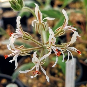 【自家採種“種子”/5粒】Pelargonium auritum var. carneum (Port Elizabeth, RSA)/ペラルゴニウム・アウリツム・カルネウム//多肉植物