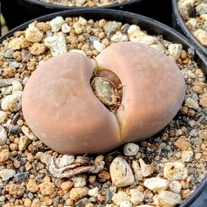 【自家採種“種子”/30粒】Lithops hookeri var. subfenestrata (C 21)/リトープス・サブフェネストラタ//多肉植物/メセン/富貴玉