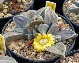 【自家採種“種子”/20粒】Nananthus aloides var. striatus (LMP 1208)/ナナンサス・アロイデス//多肉植物/メセン