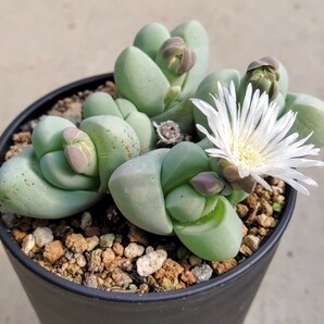 【自家採種“種子”/100粒】Gibbaeum heathii (SB 799)/ギバエウム 銀光玉//多肉植物/メセン/白花の画像3