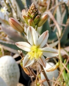 【自家採種“種子”/15粒】Bulbine triebneri (Calitzdorp, RSA)/ブルビネ・トリエブネリ//多肉植物/白花