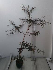 実生　Eucalyptus viminalis subsp. viminalis　原種　ユーカリ ビミナリス　ハーブ