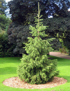 種子　原種　Picea smithiana　20粒　ヒマラヤトウヒ　枝垂れ　モリンダ唐檜　針葉樹　盆栽　庭木　植木