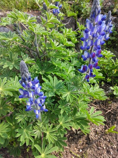 花種 ルピナス 35粒