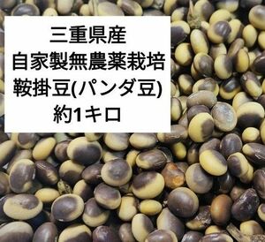 【三重県産】自家製無農薬栽培　鞍掛豆　パンダ豆　約1キロ 無農薬 自家栽培