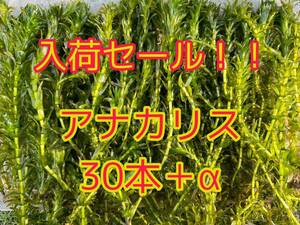 ポスト投函可 今だけの大特価 アナカリス（オオカナダモ）約20cm 30本＋α メダカ ザリガニ 水草