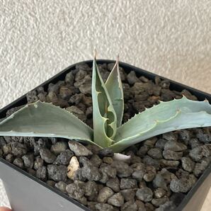 Agave Ovatifolia Frosty Blue アガベ オバティフォリア フロスティブルー 実生株 2023年播種 斑入り 鉢ごと発送の画像1