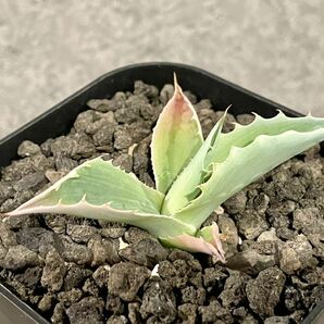 Agave Ovatifolia Frosty Blue アガベ オバティフォリア フロスティブルー 実生株 2023年播種 鉢ごと発送の画像4