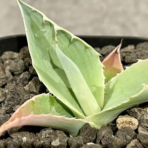 Agave Ovatifolia Frosty Blue アガベ オバティフォリア フロスティブルー 実生株 2023年播種 鉢ごと発送の画像3