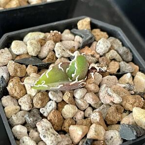 Agave titanota スーパーワン 国内実生株 6株セット ① 鉢ごと発送 / アガベ チタノタ オテロイ 実生の画像4