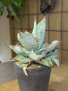 Agave titanota 'White Ice'／アガベチタノタ ホワイトアイス