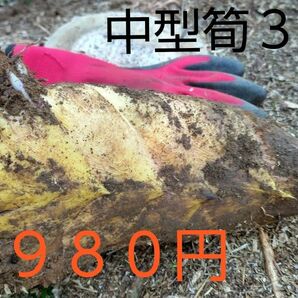 熊本県産　早掘りたけのこ　中・大きいサイズの筍。３キロ　米ぬか付き　最短クロネコヤマト宅急便発送