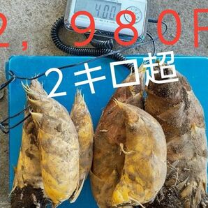 熊本県発送　クロネコヤマト最短発送　　大・中型筍　米ぬか・箱込み２．５キロ　筍　