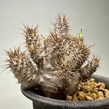 実生 グラキリス Pachypodium rosulatum var. gracilius パキポディウム コーデックス 塊根植物 多肉植物 多頭_画像2