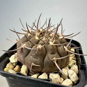 実生 武勲丸 ギムノカリキウム バリスピナム Gymnocalycium サボテン 検) バッテリー 天平丸 新天地 コピアポア エリオシケ