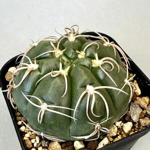 サボテン 海王丸 ギムノカリキウム Gymnocalycium 検) バッテリー 天平丸 新天地 コピアポア エリオシケ バリスピナム 多肉植物