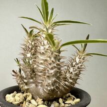 実生 グラキリス Pachypodium rosulatum var. gracilius パキポディウム コーデックス 塊根植物 多肉植物_画像5