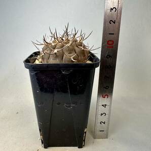 実生 武勲丸 ギムノカリキウム バリスピナム Gymnocalycium サボテン 検) バッテリー 天平丸 新天地 コピアポア エリオシケの画像7