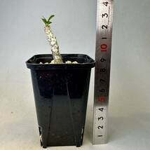 実生 タッキー パキポディウム Pachypodium ‘Tackyi’ コーデックス 塊根植物 親株縮葉 多肉植物 グラキリス_画像8