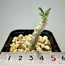 実生 タッキー パキポディウム Pachypodium ‘Tackyi’ コーデックス 塊根植物 親株縮葉 多肉植物 グラキリス_画像7