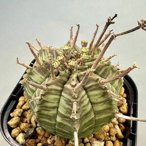 ユーフォルビア バリダ Euphorbia valida ♂ オス 雄株 コーデックス 塊根植物 多肉植物 実生