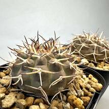 実生 バリスピナム 武勲丸 ギムノカリキウム 2鉢セット Gymnocalycium サボテン 検) バッテリー 天平丸 新天地 コピアポア エリオシケ_画像1