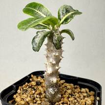 実生 タッキー パキポディウム Pachypodium ‘Tackyi’ コーデックス 塊根植物 親株縮葉 多肉植物 グラキリス_画像1