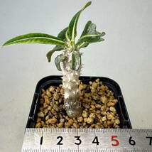 実生 タッキー パキポディウム Pachypodium ‘Tackyi’ コーデックス 塊根植物 親株縮葉 多肉植物 グラキリス_画像7