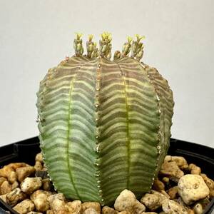 実生 オベサ × バリダ ユーフォルビア ハイブリッド Euphorbia obesa × valida hyb 多肉植物