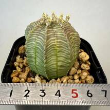 実生 オベサ × バリダ ユーフォルビア ハイブリッド Euphorbia obesa × valida hyb 多肉植物_画像7