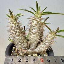 実生 グラキリス Pachypodium rosulatum var. gracilius パキポディウム コーデックス 塊根植物 多肉植物_画像8