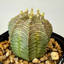 実生 オベサ × バリダ ユーフォルビア ハイブリッド Euphorbia obesa × valida hyb 多肉植物_画像4