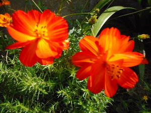 ★ ○○ Orange Cosmos Double Bloom Single Bloom смешанный 30 таблеток ○○ ★