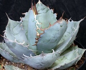 【種子】チタノータ・ブルー Agave Titanota 'Blue' 種子10粒【送料無料】