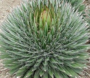 [ seeds ]aga.filifelaAgave filifera seeds 10 bead [ free shipping ]