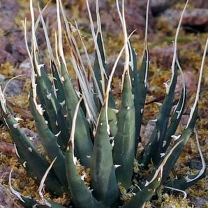 【種子】アガベ ユタヘンシス・エボリスピナ agave utahensis eborispina  種子10粒【送料無料】の画像1