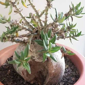 【種子】パキポディウム・サキュレンタム Pachypodium succulentum種子10粒【送料無料】の画像1