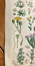 1890年代　アンティークボタニカルアート　イギリス　サワビー　寄生植物　ネナシカズラ属　ハマウツボ属　ヒース（エリカ）他_画像5