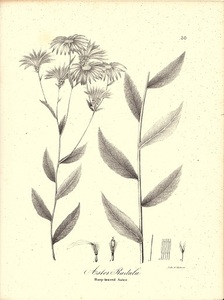 大き目　1840年代　アンティークボタニカルアート　ニューヨーク植物誌　アスター　キク科植物